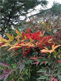 ec55ccf3-20161121 RI nandinaa.jpg